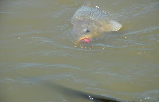 Episodul 3. Montura KD cu fir rigid